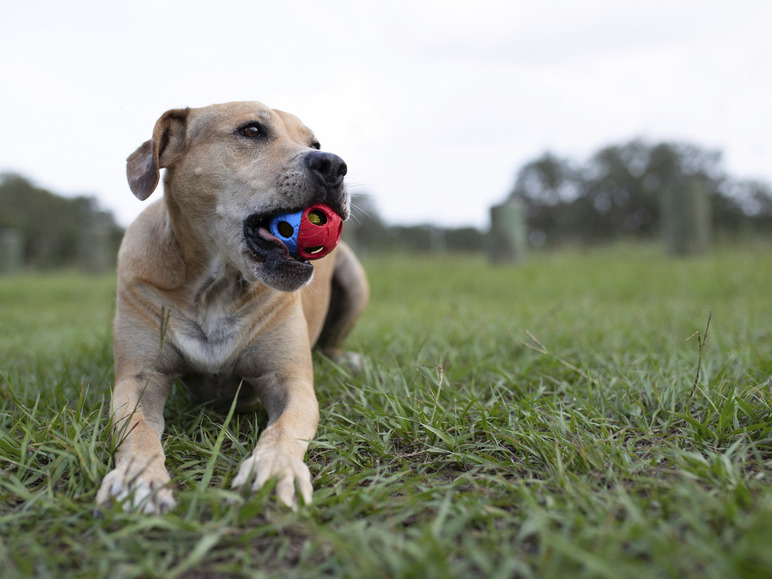 Ga naar volledige schermweergave: Nerf Dog Hondenspeelgoed - afbeelding 5