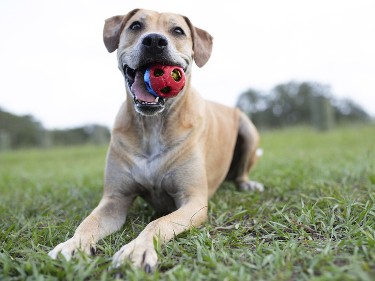 Ga naar volledige schermweergave: Nerf Dog Hondenspeelgoed - afbeelding 4