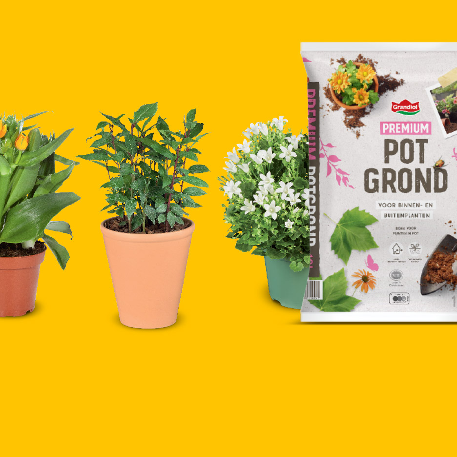 Zak potgrond met drie potplanten op een gele achtergrond.