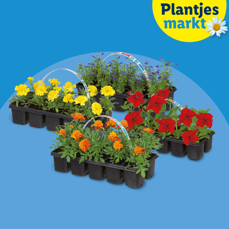 Vier trays met verschillende bloeiende planten: gele, oranje, rode en paarse bloemen. Tekst: Plantjes markt.
