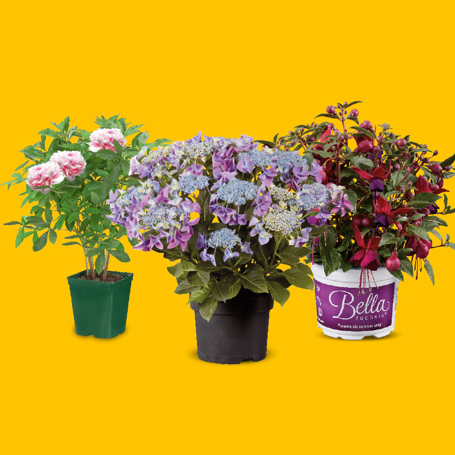 Drie potplanten: een roze pioenroos, een paarse hortensia en een rode fuchsia.