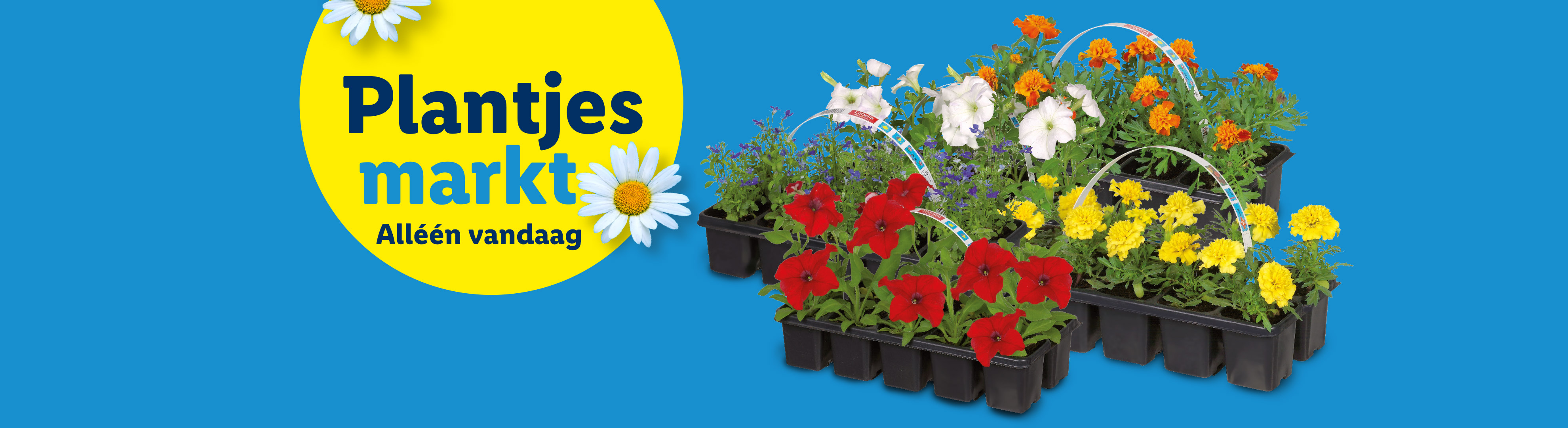 Plantjesmarkt: Alléén vandaag!